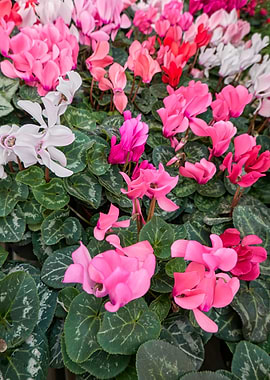 colorful cyclamen