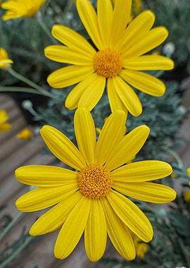 yellow daisy in bloom