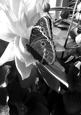 Black and white butterfly