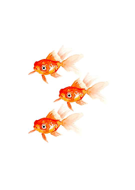 Beautiful Golden Fishes