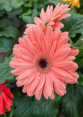 pink gerbera daisy