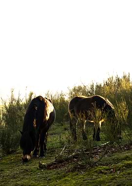 The Wild Horse Couple