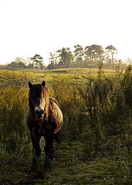 The Curious Wild Horse