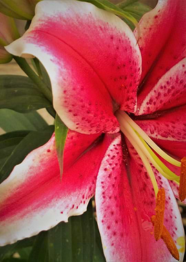 Red Lily Digital Art