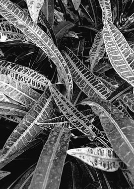 Black and white plant