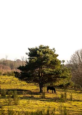 The Wild Horse of Solitude