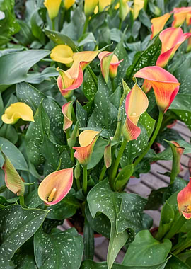 colored calla lily