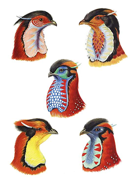 Wattles of Cock Tragopans