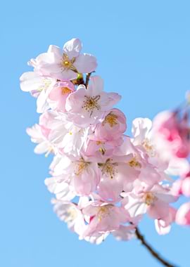 pink flower on the tree