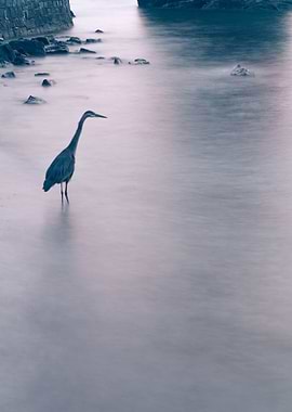 Blue Heron at dusk