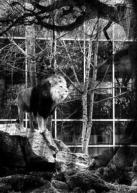 Lion in black and white