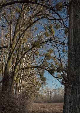 drzewa wczesna wiosna