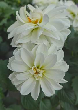 white dahlia in the garden