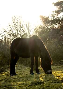 Blackie the Wild Horse