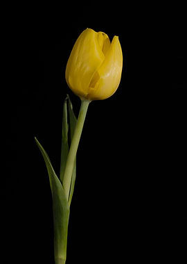 Yellow Tulip