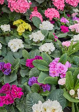 colorful primroses