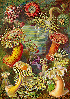 Sea anemone Ernst Haecke