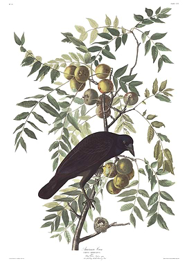 Crow John James Audubon