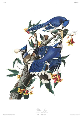 Blue Jay