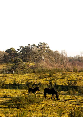 Mama and Kid Wild Horses