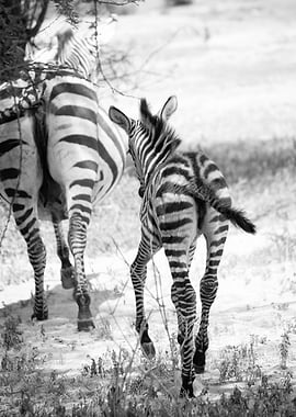 baby zebra