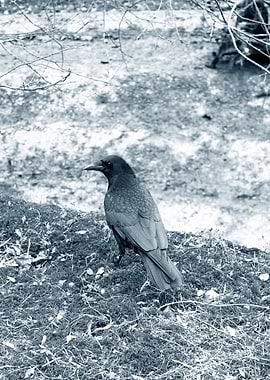 Black raven