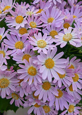 pink daisy in bloom