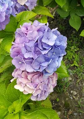 Hydrangea on the Trail