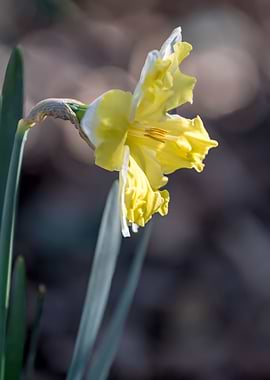 daffodils bloom in spring