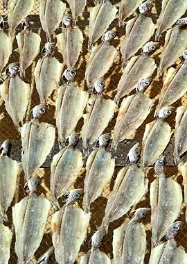 Sundried fish