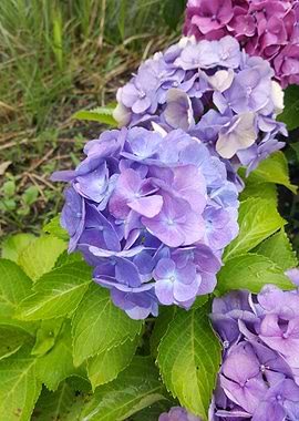 Hydrangea on the Trail 2