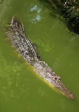 Alligator