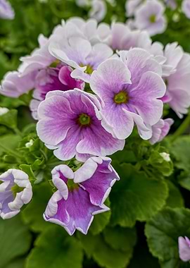 colorful primroses