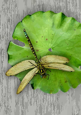 Resting dragonfly
