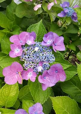 Hydrangea Yet to Bloom