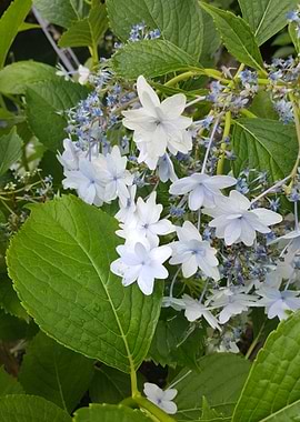 On the Philosophers Walk