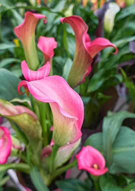 pink calla lily