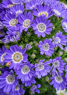 purple daisy in bloom