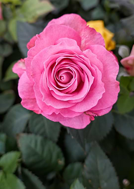 pink roses for holidays
