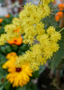 yellow mimosa in bloom