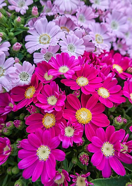 pink daisy in bloom in sp