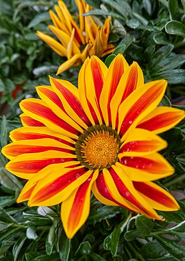 garzania flower in bloom