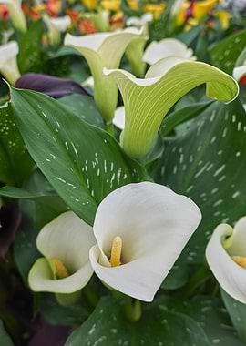 white calla lily