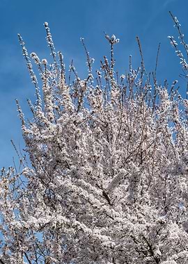 white flower on the tree