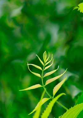 Arabesque of the new sun