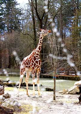 Giraffe