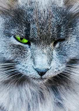Green eye