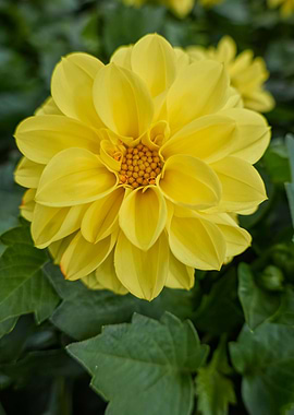 yellow dahlia in the garde