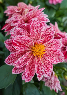 pink dahlia in the garden
