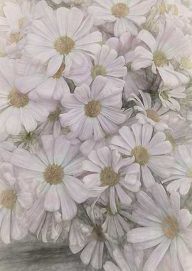 daisy in bloom in spring